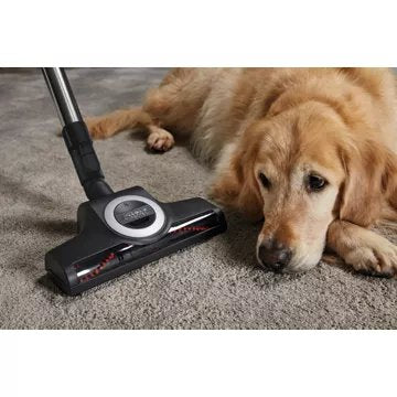 Aspirateur sans sac MIELE Blizzard cat and dog Flex Powerline